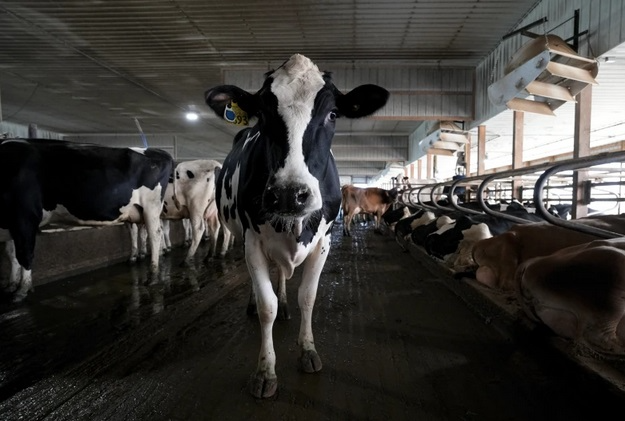 Mỹ: Ứng dụng công nghệ giúp gia súc hạ nhiệt trong thời tiết nóng nực