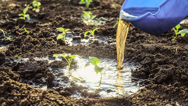 Bỉ: Biến nước tiểu thành chất kích thích sinh học cho cây trồng