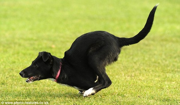 Chó dị tật nhảy bằng hai chân sau vì cứ nghĩ mình là kangaroo