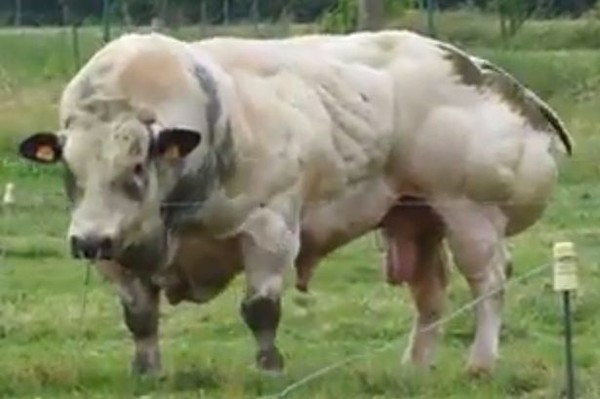 Chú bò ‘lực sĩ’ cơ bắp nhất thế giới