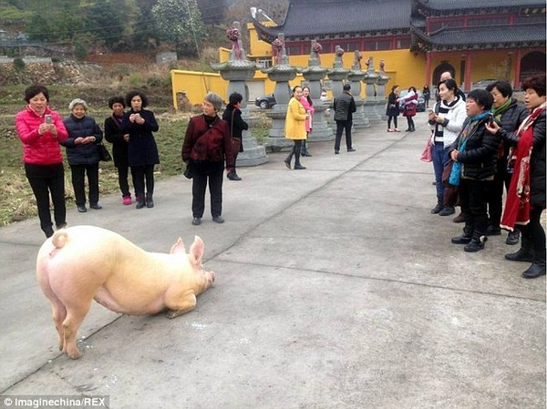Chú lợn bỏ trốn tới trước cửa chùa, quỳ gối hàng tiếng không chịu đứng lên
