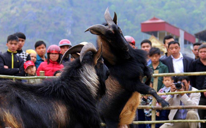 Dê bổ sừng dũng mãnh trong lễ hội ở Hà Giang