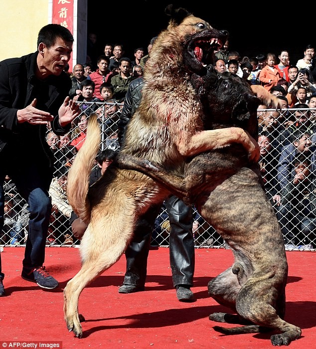 Lễ hội chọi chó ở Trung Quốc