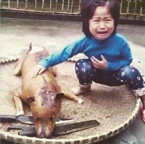 Bức ảnh bé gái khóc bên chú chó bị giết thịt lay động cư dân mạng