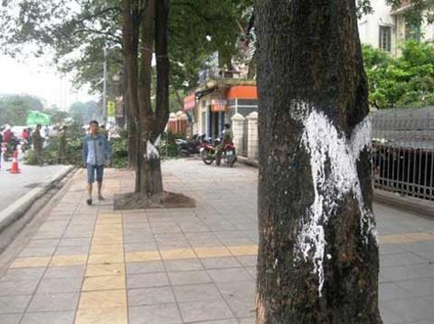 Hà Nội chặt cây: Hoảng với tiền tỷ sơn phết