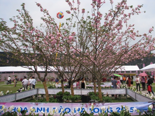Lễ hội hoa anh đào quy mô lớn tại Hạ Long