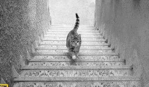 Giải mã tranh ảo giác "Chú mèo trên cầu thang" gây sốt