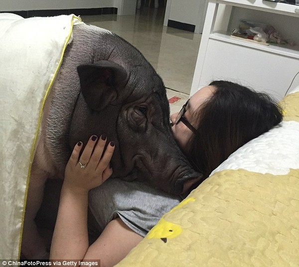 Cô gái ngủ cùng giường, đắp cùng chăn với lợn cưng xấu xí