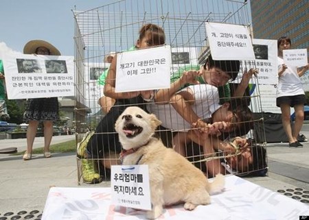 Những chiến dịch “nói không với thịt chó” của “sao” châu Á