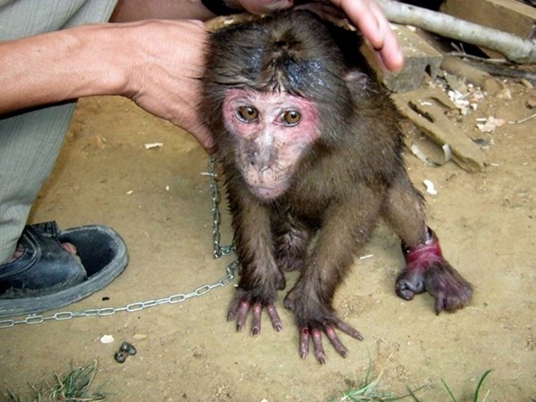Những chú khỉ bị xiềng xích, chân tay rướm máu