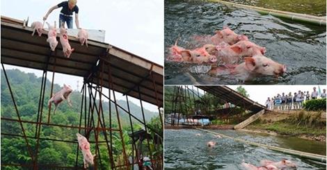 “Phì cười” lễ hội lợn bay ‘độc nhất vô nhị’ ở Trung Quốc