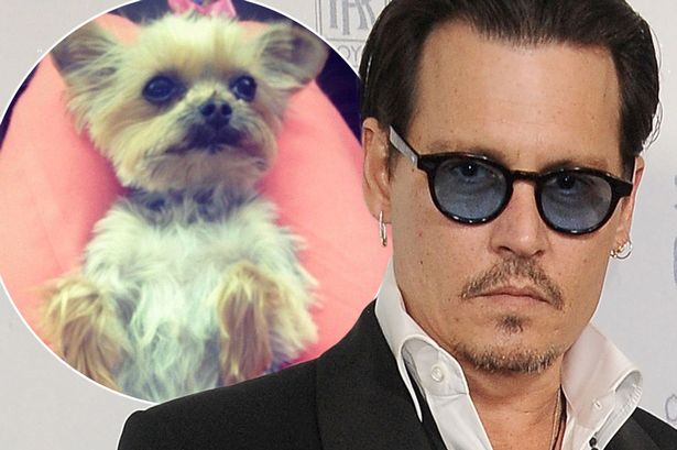 Australia dọa giết cún cưng của Johnny Depp