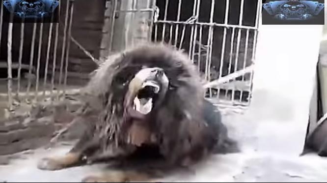 Cận cảnh chó Ngao Tây Tạng hung dữ