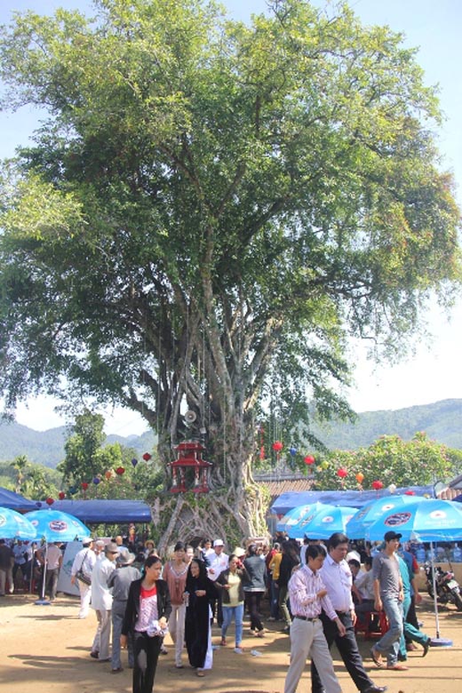 Cây đa lá lệch hơn 300 tuổi được công nhận Cây Di sản Việt Nam