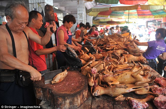 Rùng mình hàng nghìn chó mèo bị giết để chuẩn bị cho "lễ hội thịt chó"