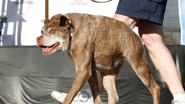 Chó gù xấu lạ đạt giải vô địch cuộc thi chó xấu nhất thế giới