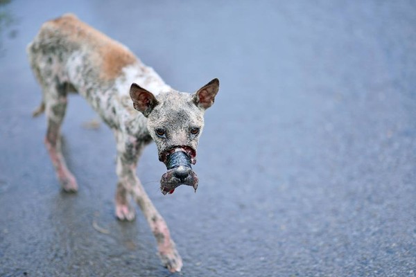 Khẩn thiết kêu gọi cứu chú chó hoại tử mõm nghiêm trọng do bị dán băng keo bịt mõm