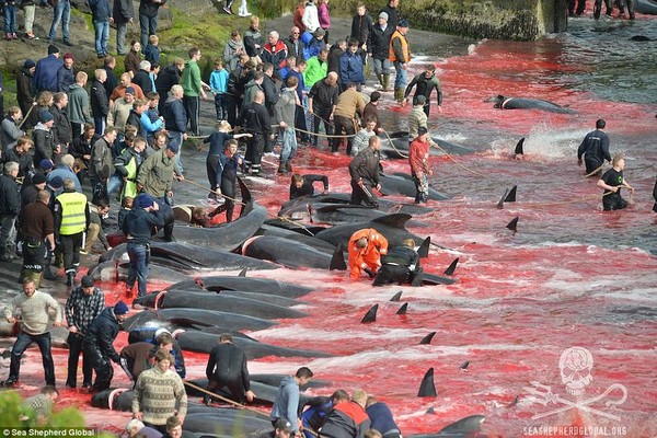 Cả vùng biển "nhuộm" màu máu trong mùa thảm sát cá voi ở Đan Mạch