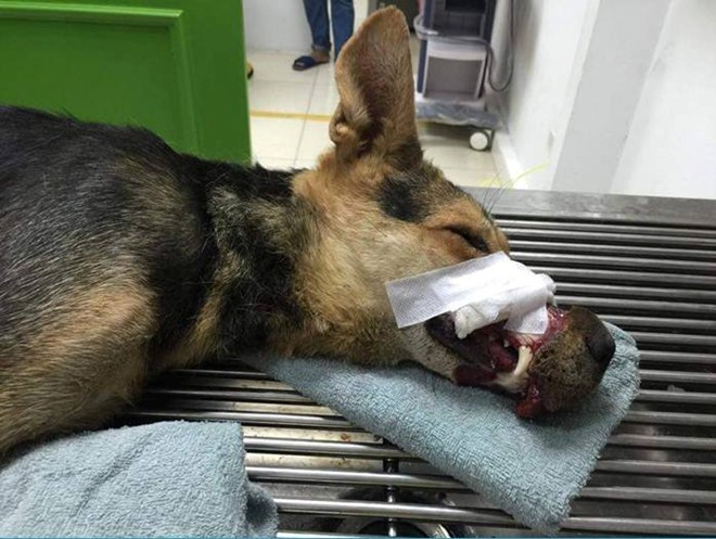 Thêm chú chó bị buộc chặt mõm được cứu sống