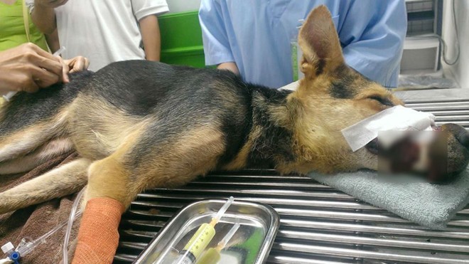 Chú chó bị buộc mõm được giải cứu tại Hà Nội đã chết