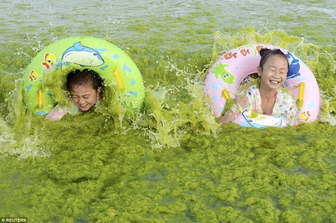 'Thủy triều xanh' tấn công bãi tắm nổi tiếng ở Trung Quốc
