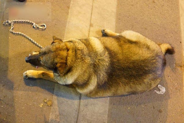 Chú chó béo nhất Hà Nội hàng ngày đi bộ với chủ để... giảm cân