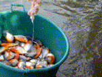 Cận cảnh độ nguy hiểm của loài cá ăn thịt người Piranha