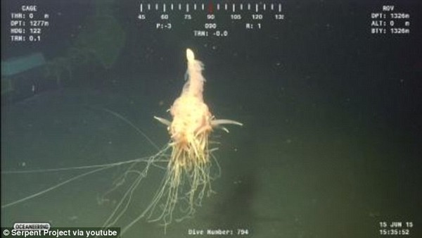 Phát hiện "quái vật Spaghetti bay" dưới biển sâu ở Angola