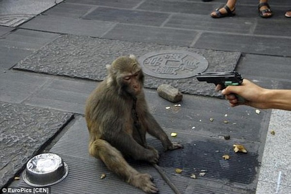 Hình ảnh 2 chú khỉ bị ngược đãi để mua vui cho khán giả gây phẫn nộ