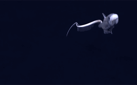 12 loài sinh vật "kỳ dị" mới được phát hiện dưới biển sâu