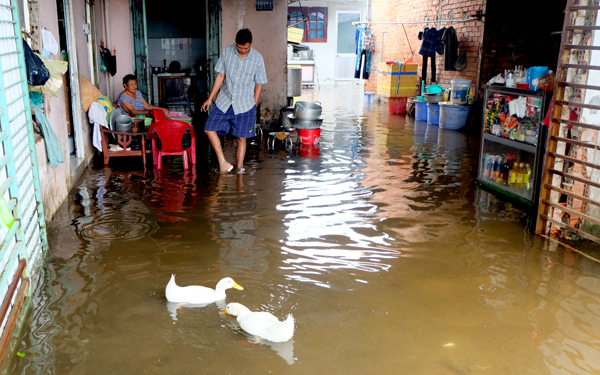 Vịt bơi tung tăng trong nhà dân sau trận ngập lịch sử ở Sài Gòn