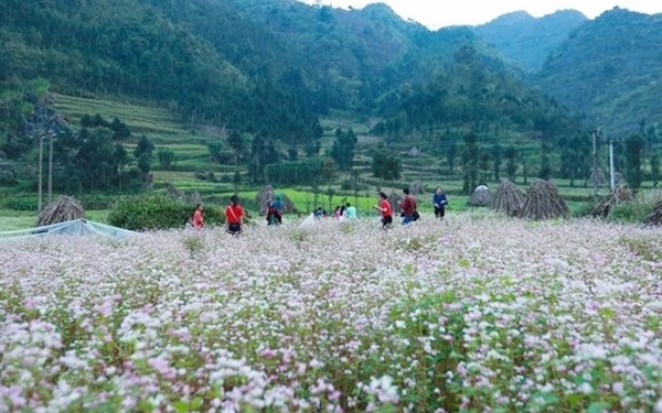 Cuối tuần lên Hà Giang ngắm hoa tam giác mạch