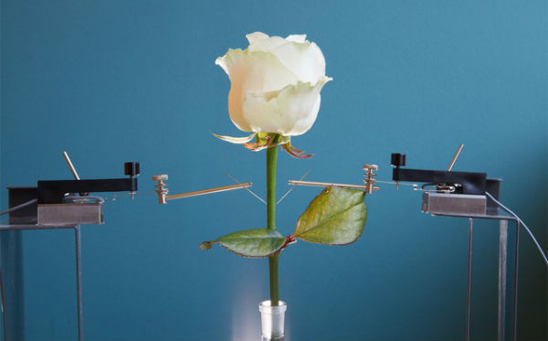 Bông hồng robot giá 6 triệu USD đầu tiên trên thế giới