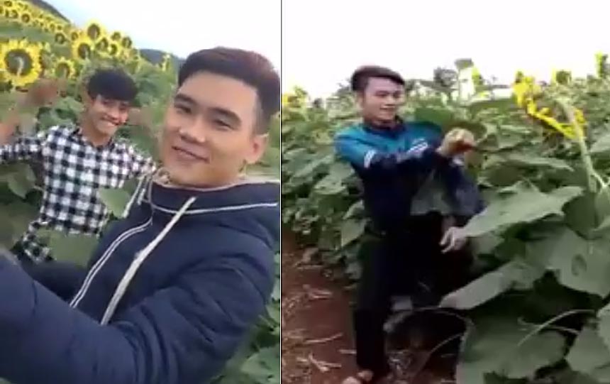 2 thanh niên Nghệ An "phấn khích" phá hoại đồng hoa hướng dương gây phẫn nộ