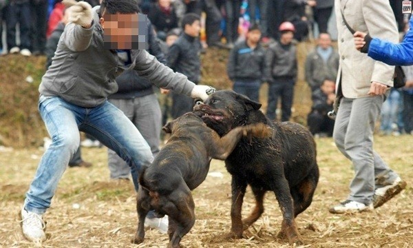 Dân mạng bức xúc trước thú vui chọi chó ở Hà Nội