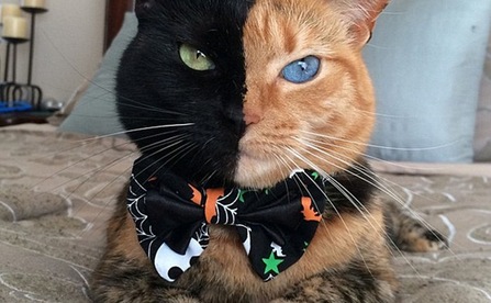 Cô mèo xấu lạ nổi tiếng với khuôn mặt hai màu lông và hai màu mắt khác nhau