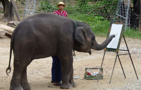 Sự thật kinh hoàng sau những tiết mục voi vẽ tranh nổi tiếng Thái Lan