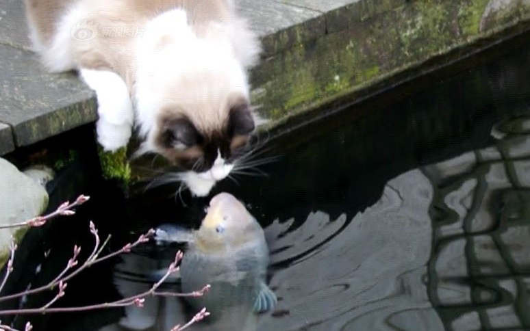 Tình bạn khăng khít suốt 3 năm trời giữa mèo và cá khiến nhiều người thích thú