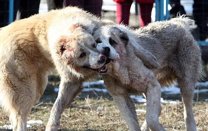 Những hình ảnh tàn bạo trong cuộc thi chọi chó tại Kyrgystan