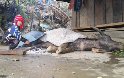 Trâu bò chết hàng loạt, 700 ha rau màu bị vùi lấp trong ngày rét kỷ lục ở Lào Cai