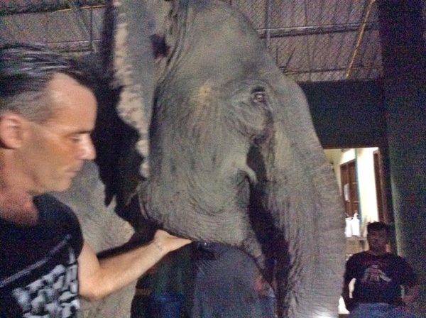 Chuyện về chú voi 20 năm bị ngược đãi chảy nước mắt khi được trả tự do