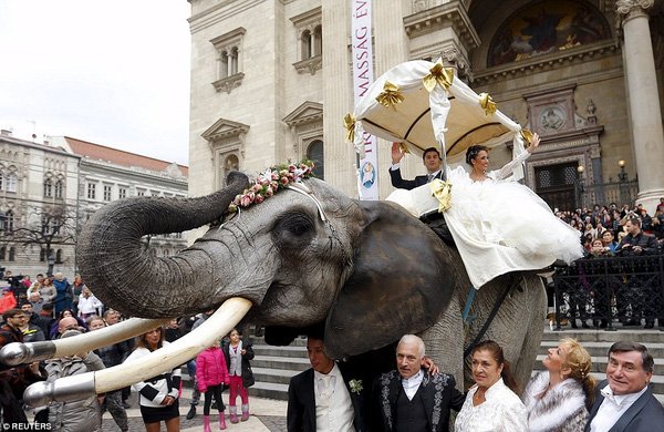 Hình ảnh cặp đôi cưỡi voi trong lễ cưới giữa đường phố Budapest gây tranh cãi