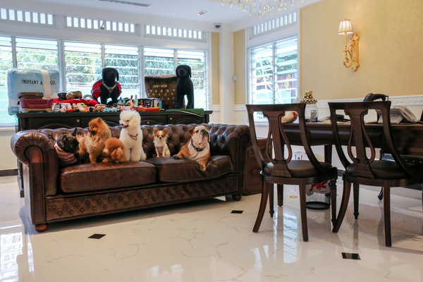 Khách sạn 5 sao "sang chảnh" dành cho thú cưng ở Singapore
