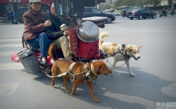Đôi vợ chồng già chạy xe chó kéo gây sốt trên đường phố Trung Quốc
