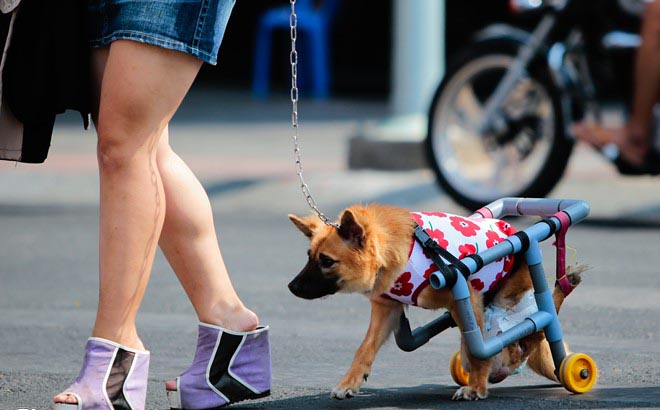 Bạn trẻ Sài Gòn làm "xe lăn" cho cún cưng