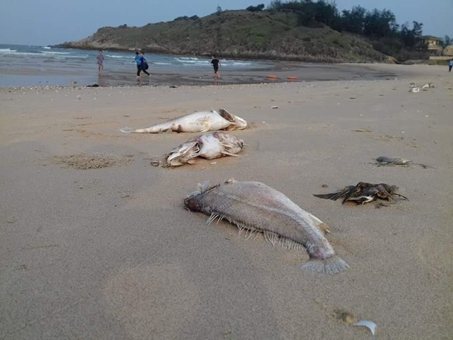 Cá chết ven biển miền Trung: "Tình hình rất nghiêm trọng"