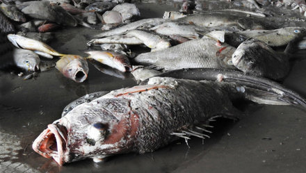 Bộ TN-MT công bố nguyên nhân cá chết
