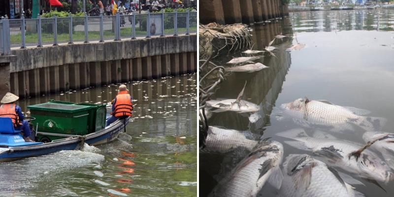 Hàng ngàn cá chết trắng kênh Nhiêu Lộc - Thị Nghè