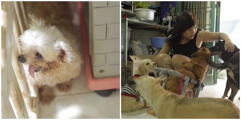 Câu chuyện của cô gái cưu mang những chú chó khuyết tật bị vứt đi