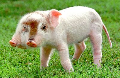 Lợn hai đầu ba mắt chào đời ở Trung Quốc